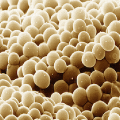 Lager Yeast cells